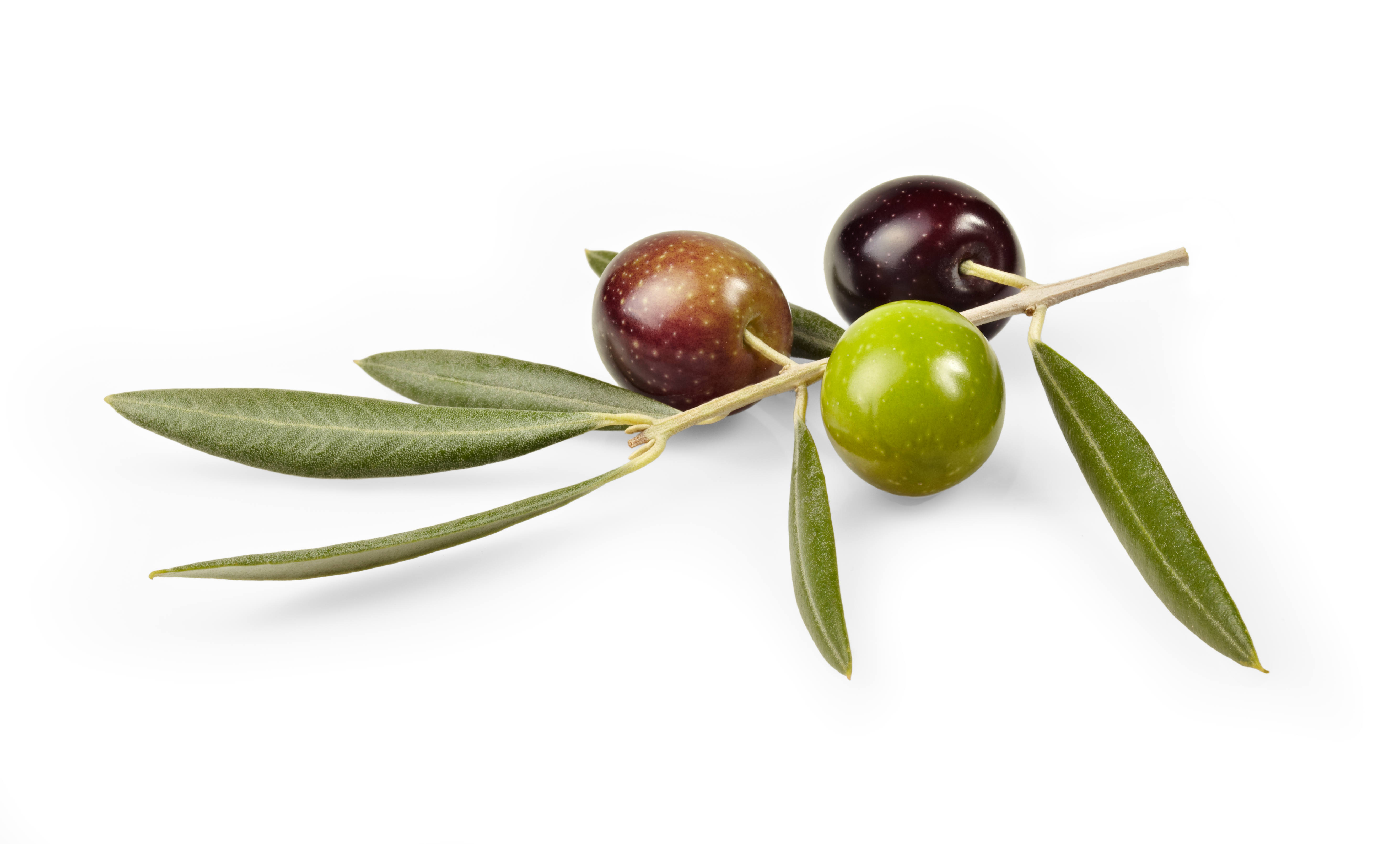 aceitunas